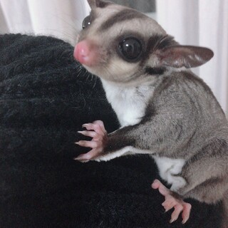 フクロモモンガ ♂ 1歳