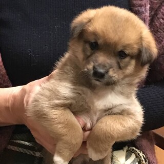 1ヶ月半の人懐こくて可愛い女の子仮称ノンちゃん