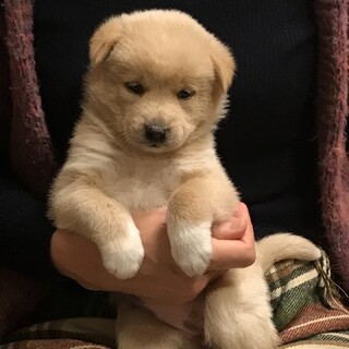 1ヶ月半の人懐こくて可愛い女の子仮称ともちゃん