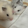 みけ✩.*˚