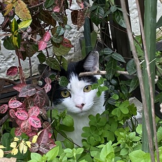 お外の子②クロシロ君