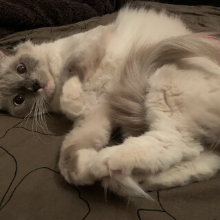 ラグドール女の子3歳イヴちゃん