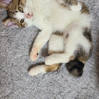 可愛い猫さんジミンくん