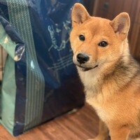 モカ