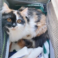 あんころもち