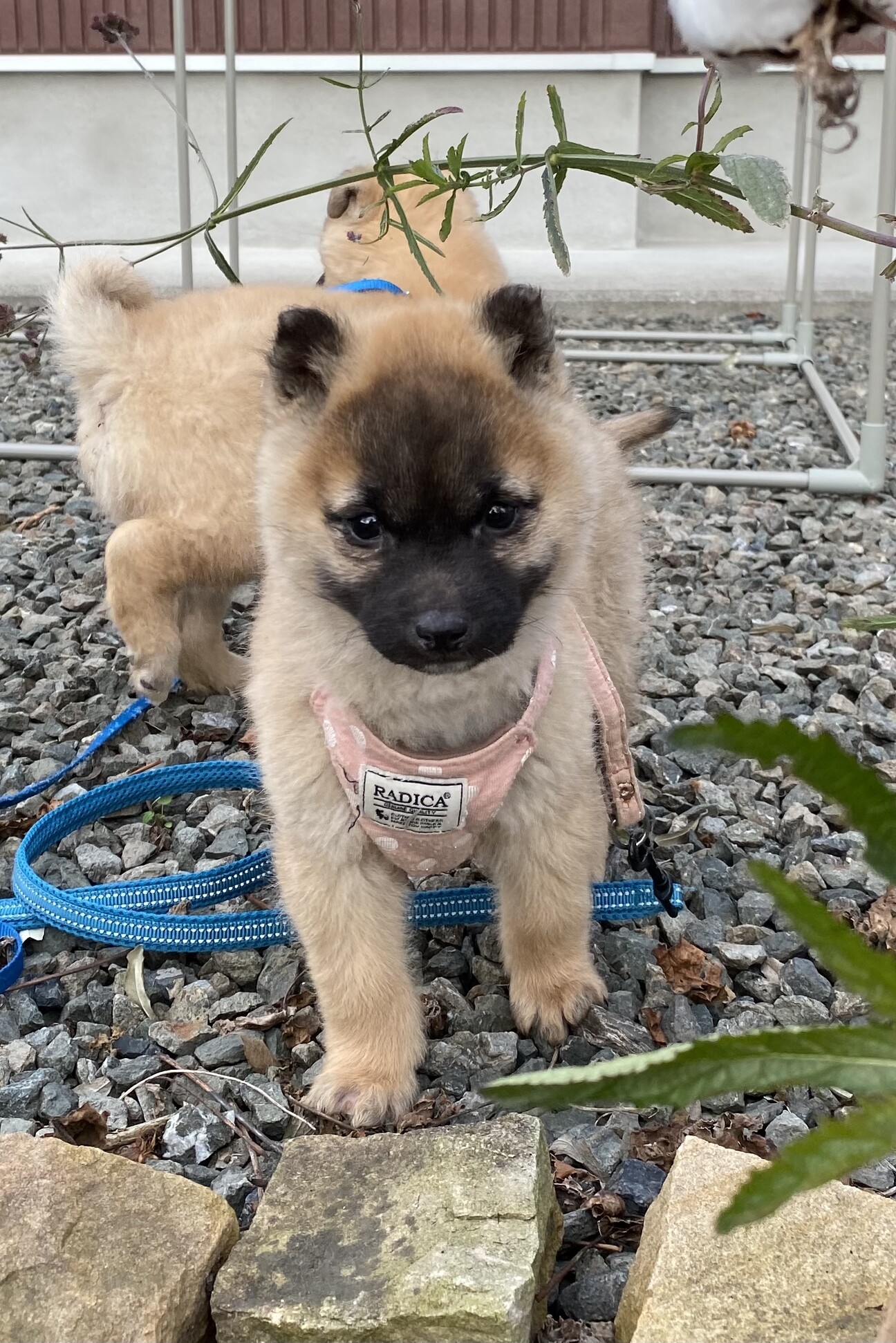 生後約2ヶ月コロコロ可愛 広島県 犬の里親募集 3902 ペットのおうち 月間利用者150万人