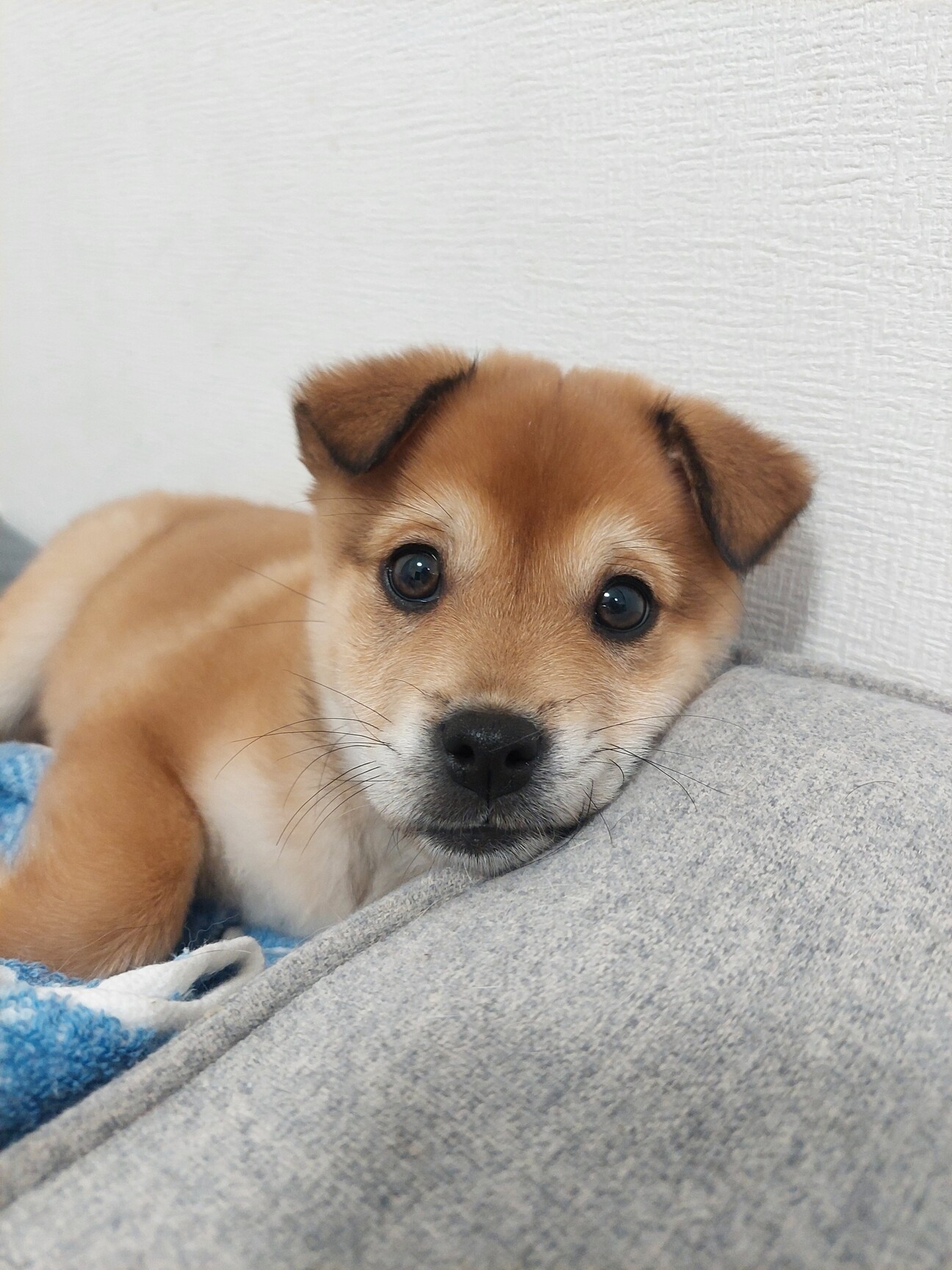 雑種のこてつ君 東京都 犬の里親募集 3911 ペットのおうち 月間利用者150万人