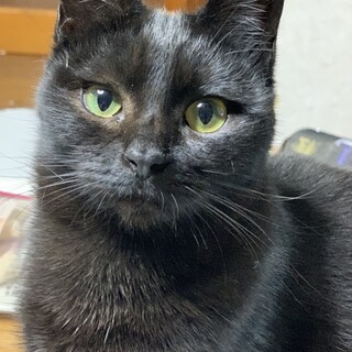 大切にしてくださる里親さん募集しています！