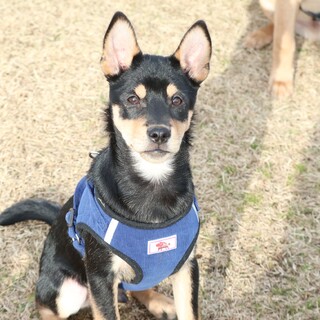 人懐こく好奇心旺盛な「いぶき」♂生後3ヶ月