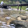 mojamojaco