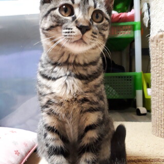 雷嫌いの甘えっ子です