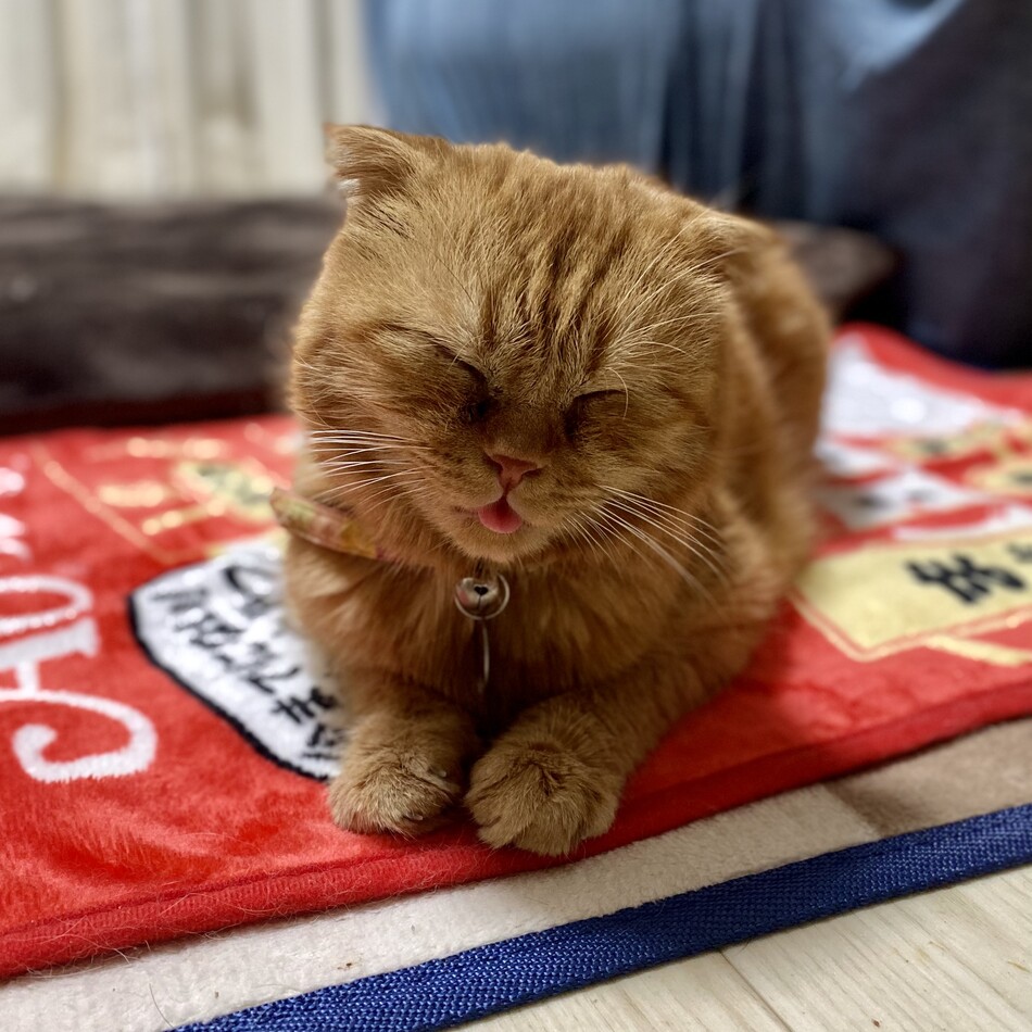 もなかのカバー写真