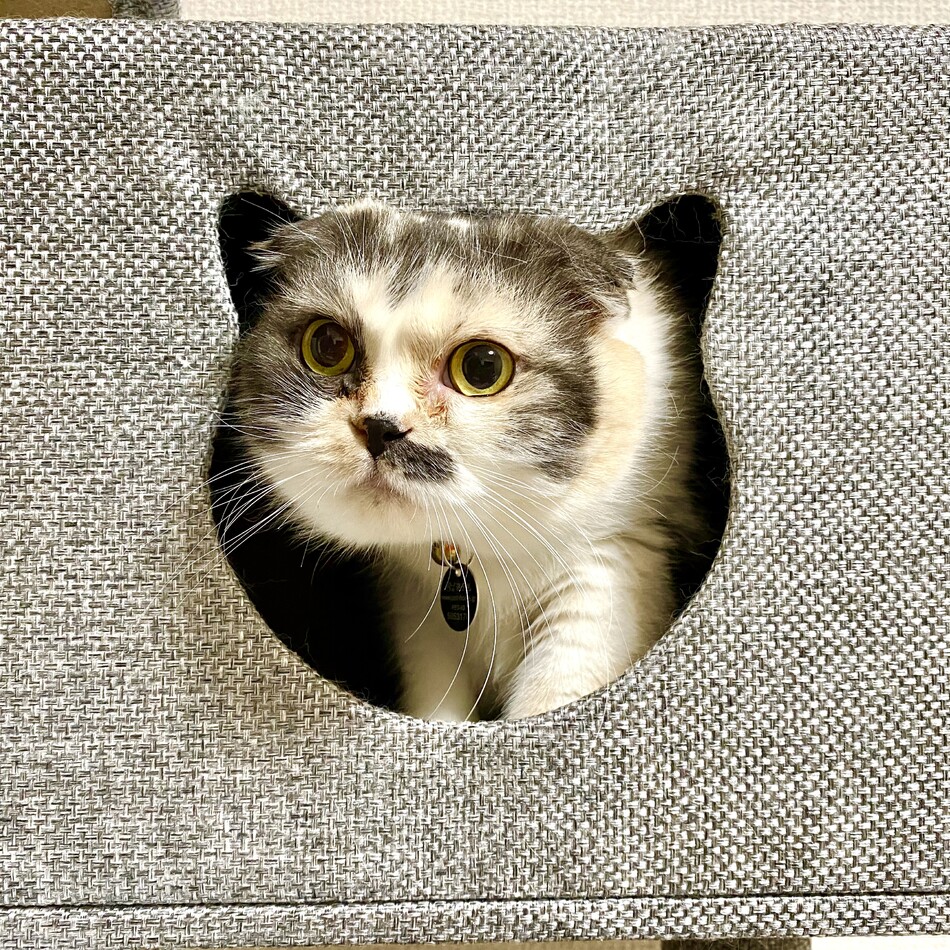 ぴい子のカバー写真