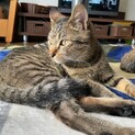 一頭飼い希望　キジトラの男の子