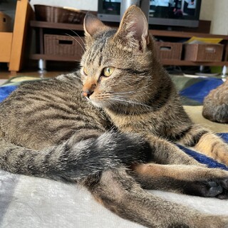 一頭飼い希望　キジトラの男の子