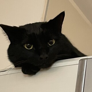 【里親さま決定】黒ねこ黒べぇ