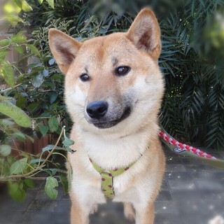 『もっち』女の子