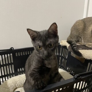 スモークブラック君