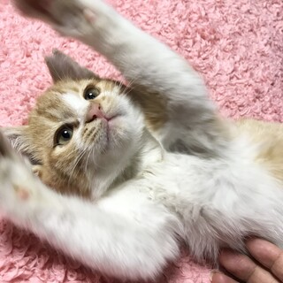 困り顔の甘えん坊茶白女子　家族が欲しいニャ