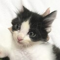 3日間一人ぼっちで泣き続けてました　半長毛ハチワレ