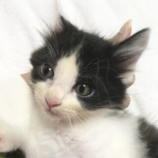 3日間一人ぼっちで泣き続けてました　半長毛ハチワレ