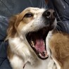 きっどさん