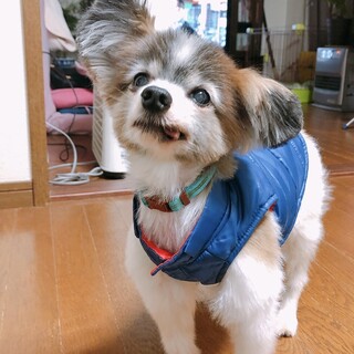 パピヨン　ぱぴおくん