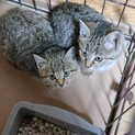 【保護猫】変わった柄の子猫♀️２ヶ月～３ヶ月