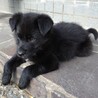 よく慣れた3ヶ月中型犬雑種「オレオ♂」 サムネイル4