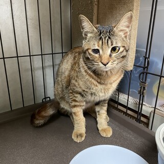 思わずスリスリしたくなる気持ちいい毛並み
