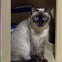 保護している猫の里親を探しています。