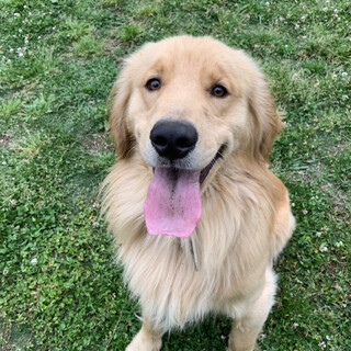 アース（ゴールデン）