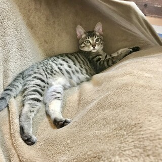 お茶目なキジトラ女子 すあまちゃん