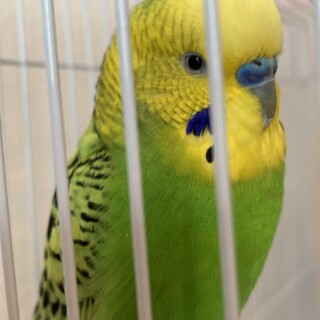 おしゃべり上手な男の子です。