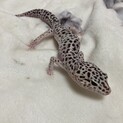 【募集一時停止】ヒョウモントカゲモドキ里親募集