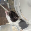カラーハムスター 男の子  生後2ヶ月
