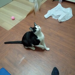 おもちゃについての備忘録