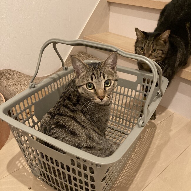 おはぎっくすのカバー写真