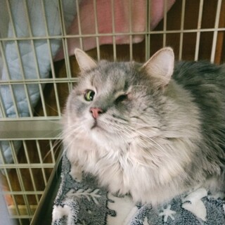 片目のノルウェージャンの男の子