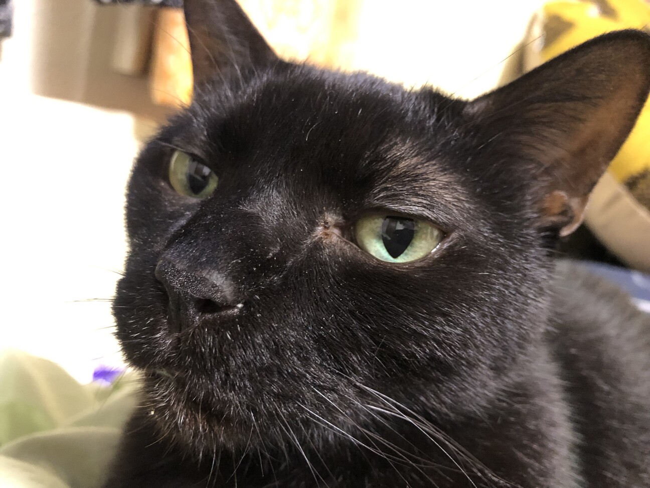 老猫のおっとりした黒猫 山形県 猫の里親募集 3981 ペットのおうち 月間利用者150万人