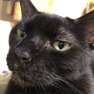 老猫のおっとりした黒猫