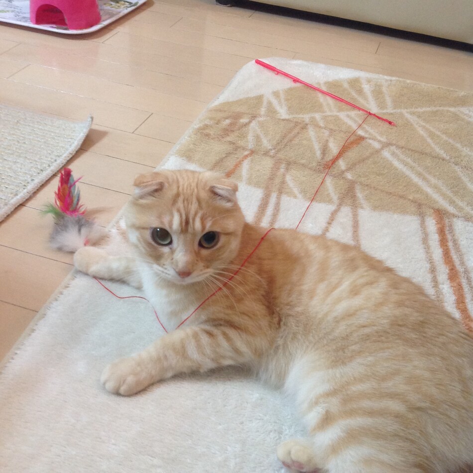 レオのカバー写真