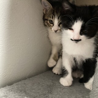 3ヶ月の子猫ちゃん4匹