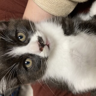 3ヶ月の子猫ちゃん4匹