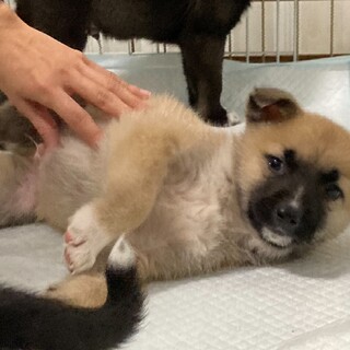 可愛い生後2ヶ月位の子犬、男の子