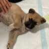 可愛い生後2ヶ月位の子犬、男の子 サムネイル4