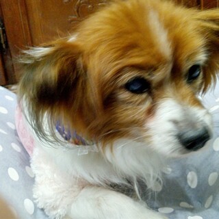 パピヨン♂12歳ミルキー