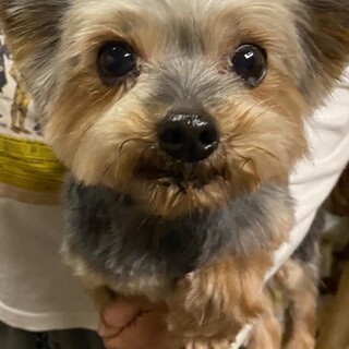 元気いっぱいなヨーキー　男の子