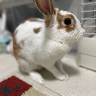 【急募】2歳女の子、よろしくお願いします