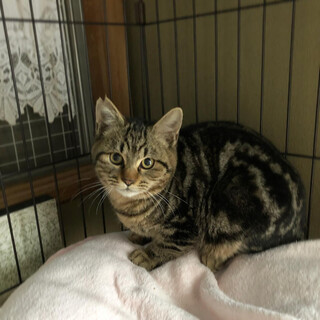 募集停止アメショー柄のシャイな男の子-7月生まれ